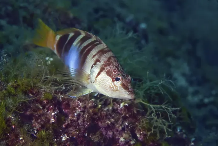 Gerahmter Druck : Gefleckter Wels (Serranus scriba) Gerahmter Druck : Gefleckter Wels (Serranus scriba)