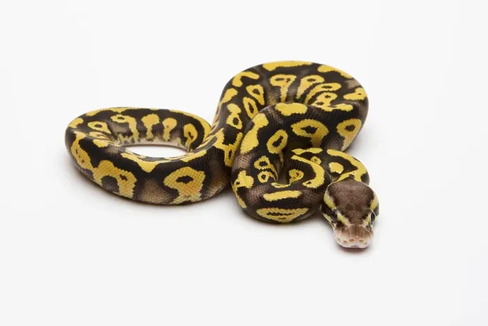 Gerahmter Druck : Pastell-Phantom-Gelbbauch-Ball-Python oder Königspython (Python regius) Gerahmter Druck : Pastell-Phantom-Gelbbauch-Ball-Python oder Königspython (Python regius)