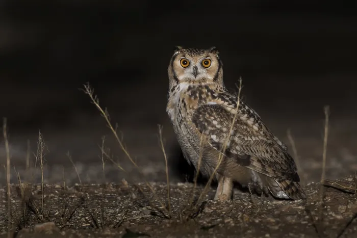 Gerahmter Druck : Pharaonen-Eule (Bubo ascalaphus)