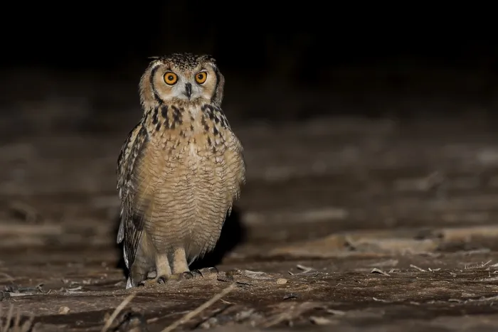 Gerahmter Druck : Pharaonen-Eule (Bubo ascalaphus) Gerahmter Druck : Pharaonen-Eule (Bubo ascalaphus)