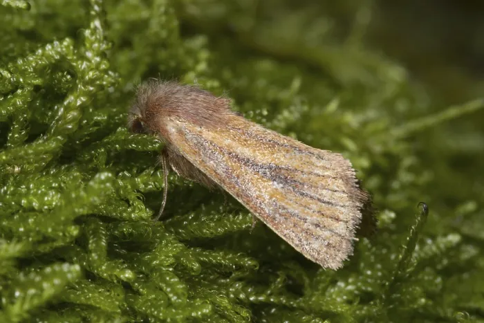 Gerahmter Druck : Photedes pygmina, Eulenraupenmotte (Noctuidae) Gerahmter Druck : Photedes pygmina, Eulenraupenmotte (Noctuidae)