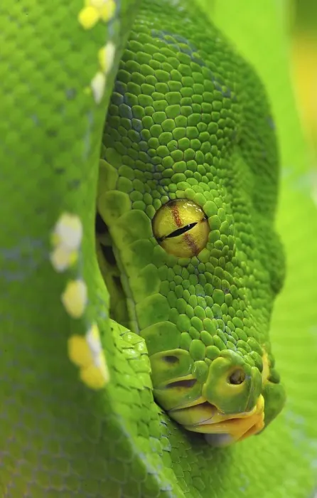Gerahmter Druck : Python (Chondropython viridis) Neuguinea Gerahmter Druck : Python (Chondropython viridis) Neuguinea