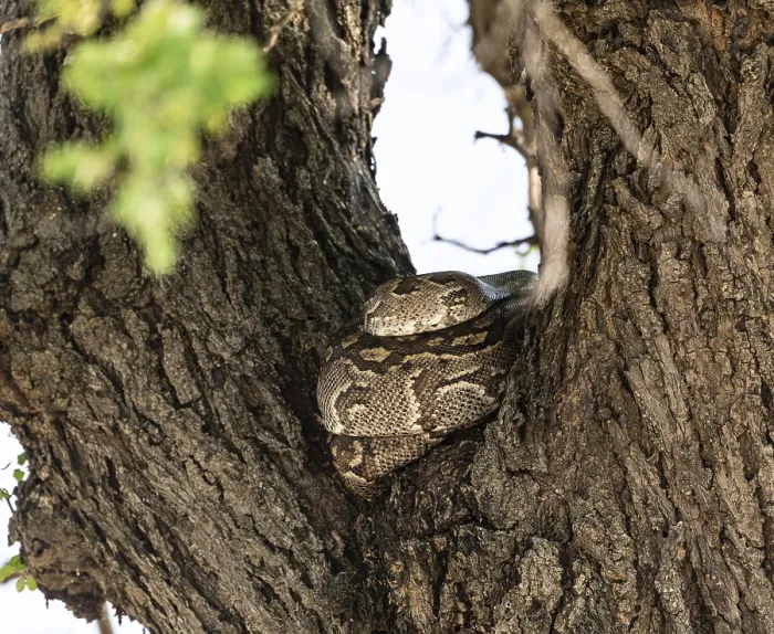 Gerahmter Druck : Python (Pythonidae) ruht auf einem Baum. Gerahmter Druck : Python (Pythonidae) ruht auf einem Baum.