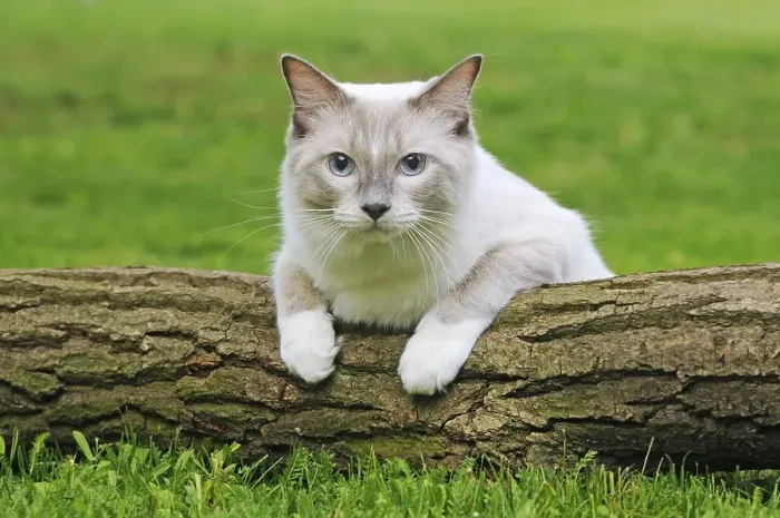 Gerahmter Druck : Ragdoll, lilac Tabby mitted solid