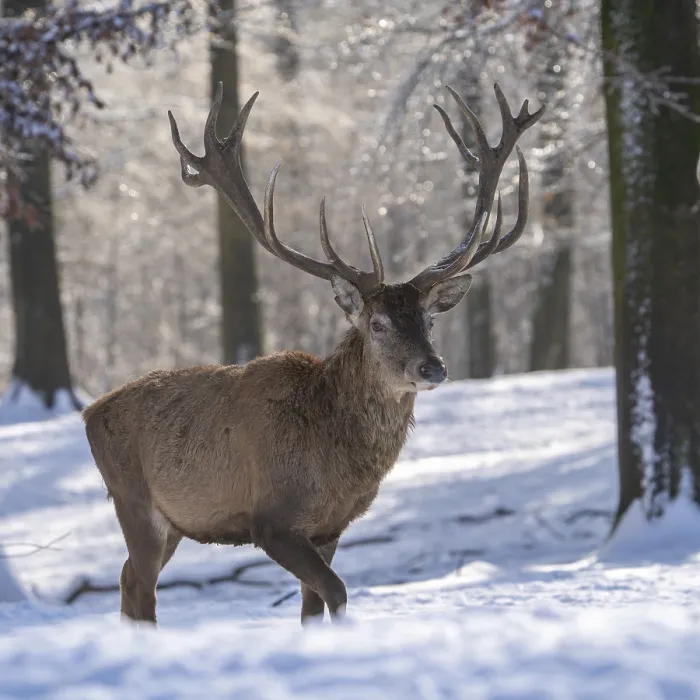 Gerahmter Druck : Rotwild (Cervus elaphus), im Schnee. Gerahmter Druck : Rotwild (Cervus elaphus), im Schnee.