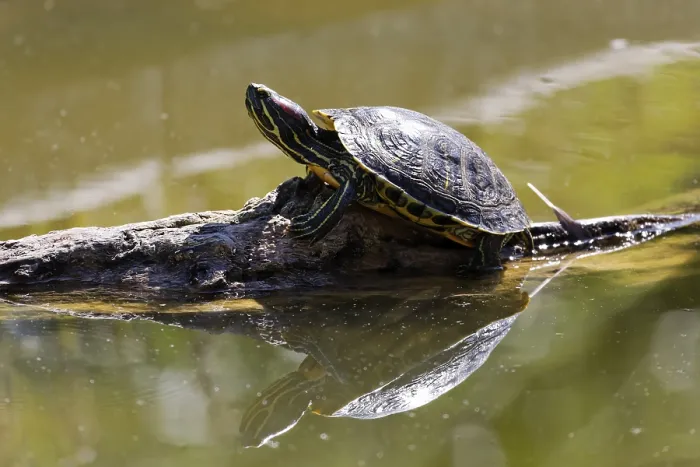 Gerahmter Druck : Rotkäppchen-Sumpfschildkröte (Pseudemys scripta elegans) Gerahmter Druck : Rotkäppchen-Sumpfschildkröte (Pseudemys scripta elegans)