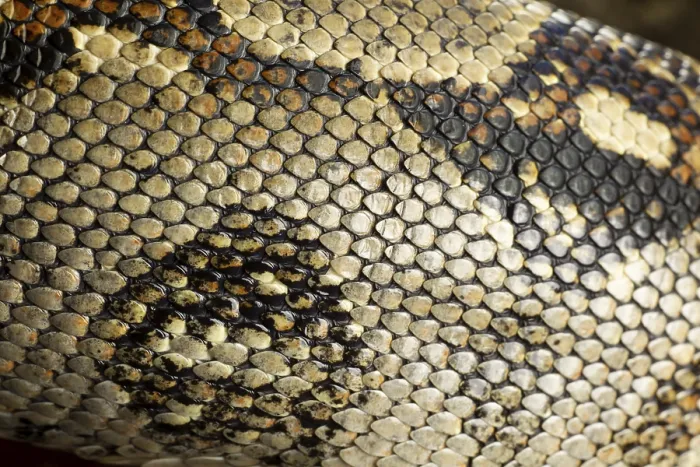 Gerahmter Druck : Königspyton (Python regius) erwachsener Schlangen, Nahansicht der Schuppen auf ihrer Haut. Gerahmter Druck : Königspyton (Python regius) erwachsener Schlangen, Nahansicht der Schuppen auf ihrer Haut.