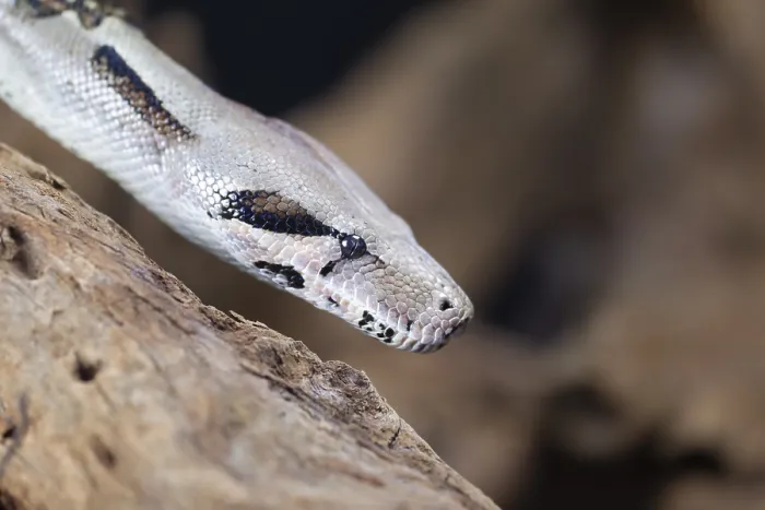 Gerahmter Druck : Königspyton (Python regius) Kopfportrait einer erwachsenen Schlange. Gerahmter Druck : Königspyton (Python regius) Kopfportrait einer erwachsenen Schlange.
