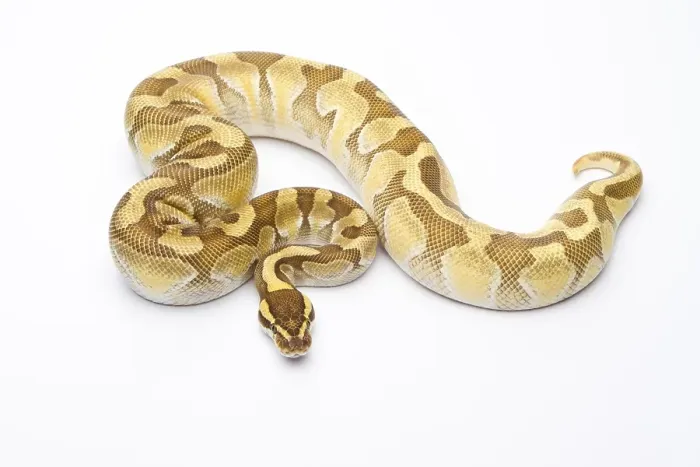 Gerahmter Druck : Königspyton (Python regius), Butter Enchi Gerahmter Druck : Königspyton (Python regius), Butter Enchi