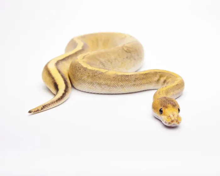Gerahmter Druck : Königspyton (Python regius), Champagner Calico. Gerahmter Druck : Königspyton (Python regius), Champagner Calico.