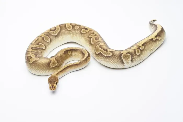 Gerahmter Druck : Königspyton (Python regius), Champagner, männlich. Gerahmter Druck : Königspyton (Python regius), Champagner, männlich.