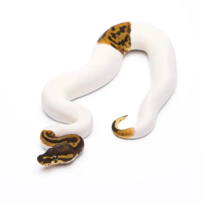 Gerahmter Druck : Königspyton (Python regius), Leopard Piebald. Gerahmter Druck : Königspyton (Python regius), Leopard Piebald.