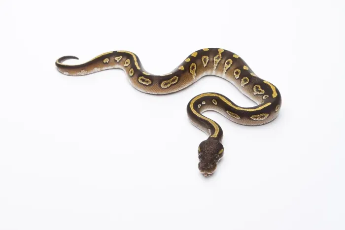 Gerahmter Druck : Königspyton (Python regius), Mojave Black Head Gerahmter Druck : Königspyton (Python regius), Mojave Black Head