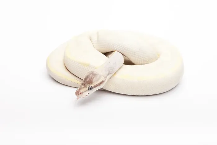 Gerahmter Druck : Königspython (Python regius), Opaldiamant. Gerahmter Druck : Königspython (Python regius), Opaldiamant.