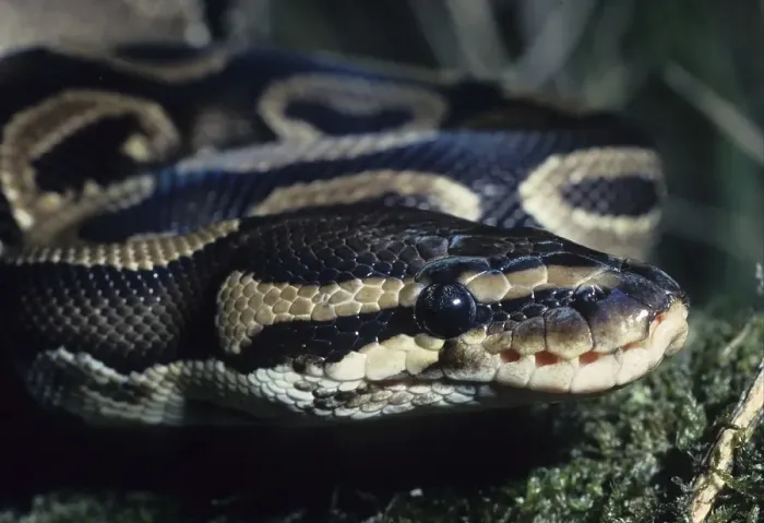 Gerahmter Druck : Königspyton (Python regius), Porträt. Gerahmter Druck : Königspyton (Python regius), Porträt.