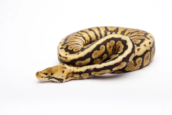 Gerahmter Druck : Königspyton (Python regius), Powerball Gerahmter Druck : Königspyton (Python regius), Powerball
