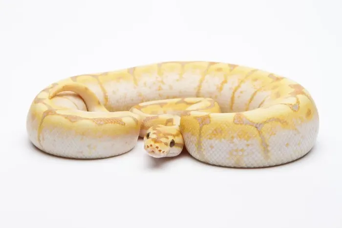 Gerahmter Druck : Königspython (Python regius), Spinne CG Gerahmter Druck : Königspython (Python regius), Spinne CG