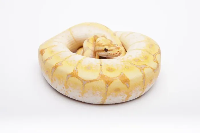 Gerahmter Druck : Königspython (Python regius), Spinne CG Gerahmter Druck : Königspython (Python regius), Spinne CG
