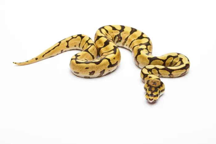 Gerahmter Druck : Königspyton (Python regius) Spinne Phantom Gelbe Bauchseite Gerahmter Druck : Königspyton (Python regius) Spinne Phantom Gelbe Bauchseite