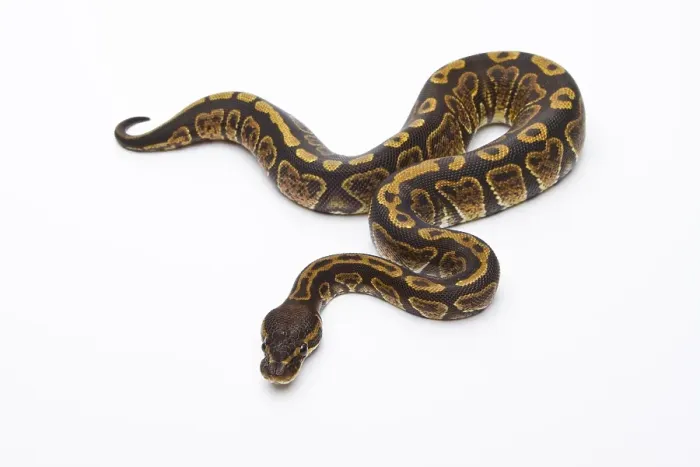 Gerahmter Druck : Königspyton (Python regius), Super Granit. Gerahmter Druck : Königspyton (Python regius), Super Granit.