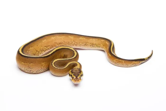 Gerahmter Druck : Königspyton (Python regius), Super Streifen.