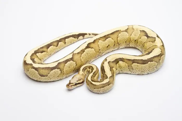 Gerahmter Druck : Königspyton (Python regius), Vanillecreme