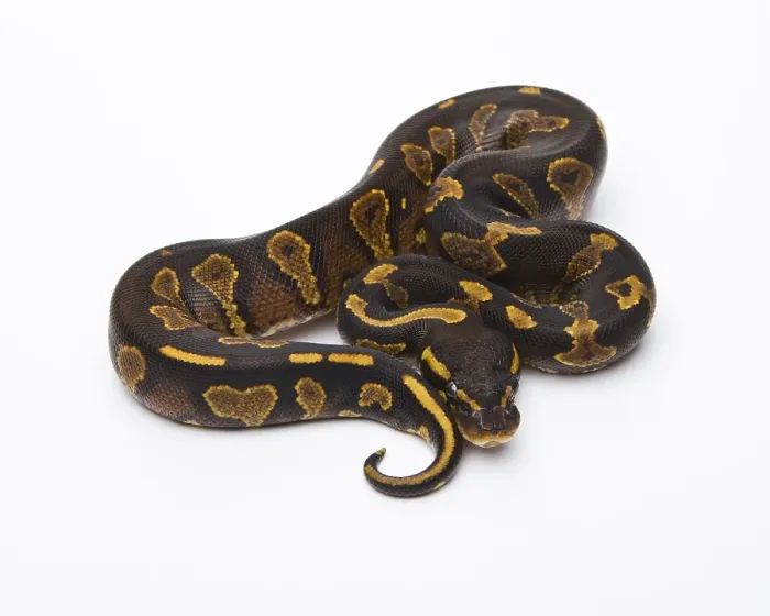 Gerahmter Druck : Königspyton (Python regius), Gelbbäuchter Schwarzkopf. Gerahmter Druck : Königspyton (Python regius), Gelbbäuchter Schwarzkopf.