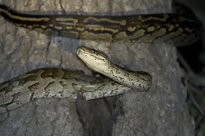 Gerahmter Druck : Südafrikanische Rockpython (Python natalensis) Gerahmter Druck : Südafrikanische Rockpython (Python natalensis)