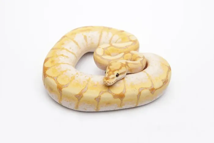 Gerahmter Druck : Spinnen-CG-Ball-Python oder Königspython (Python regius)