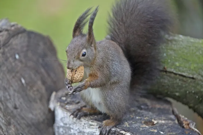 Gerahmter Druck : Squirrel