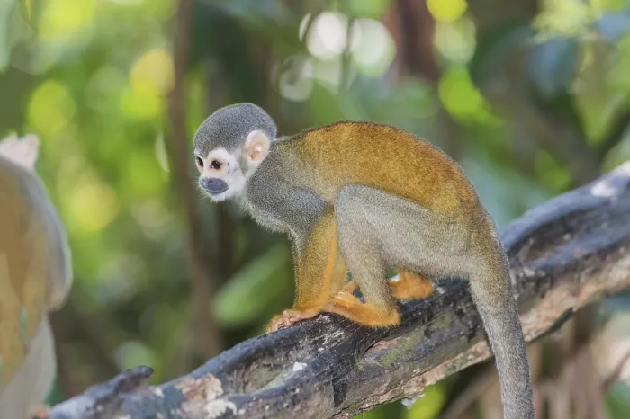 Gerahmter Druck : Erdmännchen-Monkey (Saimiri sciureus) Gerahmter Druck : Erdmännchen-Monkey (Saimiri sciureus)