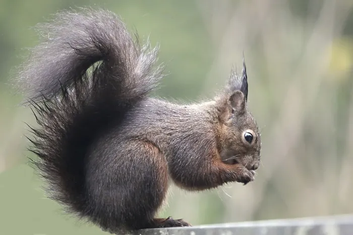 Gerahmter Druck : Eichhörnchen (Sciurus) Gerahmter Druck : Eichhörnchen (Sciurus)