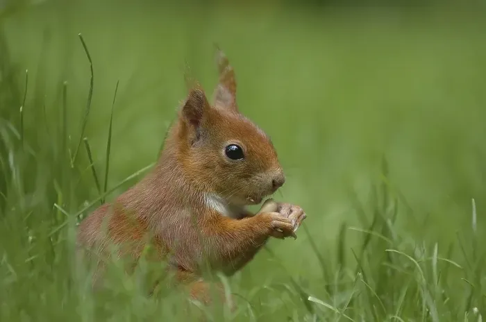 Gerahmter Druck : Eichhörnchen (Sciuridae) Gerahmter Druck : Eichhörnchen (Sciuridae)