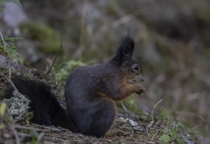 Gerahmter Druck : Eichhörnchen (Sciurus) frisst Nuss. Gerahmter Druck : Eichhörnchen (Sciurus) frisst Nuss.