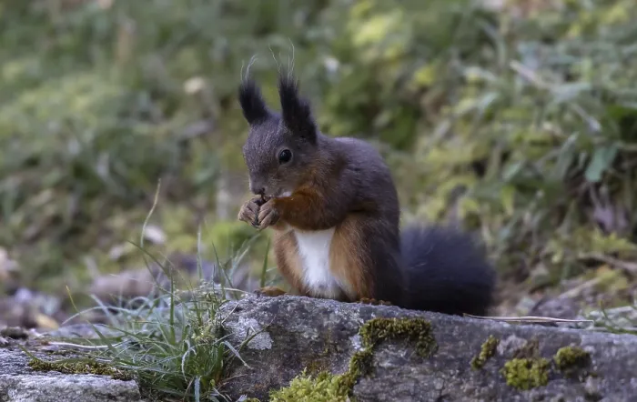 Gerahmter Druck : Eichhörnchen (Sciurus) frisst Nuss. Gerahmter Druck : Eichhörnchen (Sciurus) frisst Nuss.