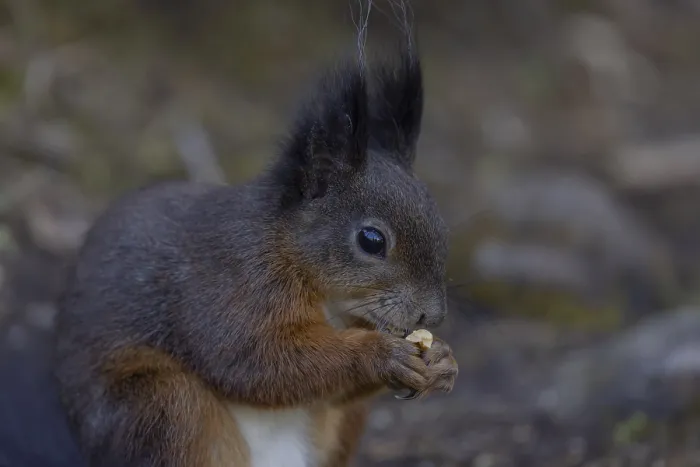 Gerahmter Druck : Eichhörnchen (Sciurus) isst Nuss. Gerahmter Druck : Eichhörnchen (Sciurus) isst Nuss.