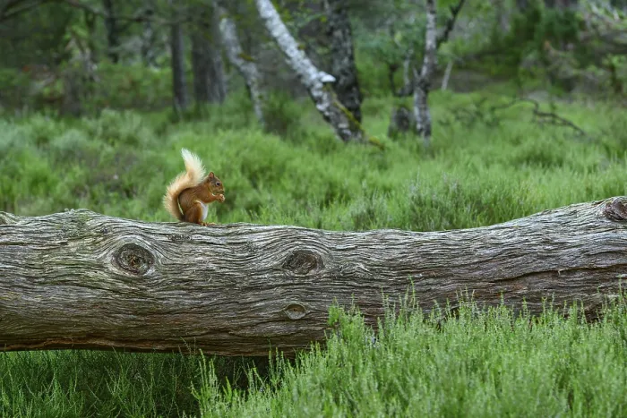 Gerahmter Druck : Eichhörnchen (Sciurus), Wald, Aviemore Gerahmter Druck : Eichhörnchen (Sciurus), Wald, Aviemore