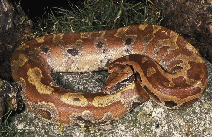 Gerahmter Druck : Sumatranischer Kurzschwanzpython, Sumatranische Kurzschwanzpythons Gerahmter Druck : Sumatranischer Kurzschwanzpython, Sumatranische Kurzschwanzpythons
