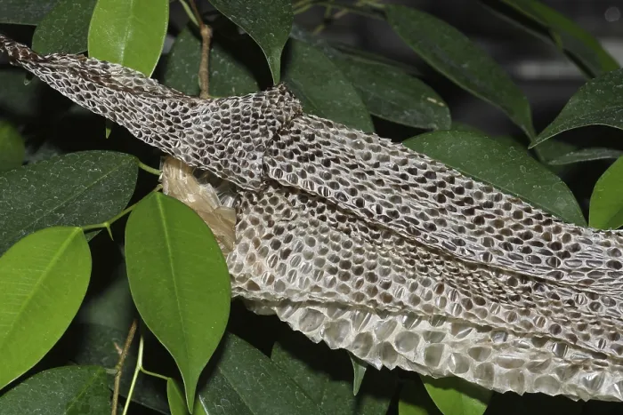 Gerahmter Druck : Tigerpython, gestreifte Haut (Python molurus bivittatus) Gerahmter Druck : Tigerpython, gestreifte Haut (Python molurus bivittatus)