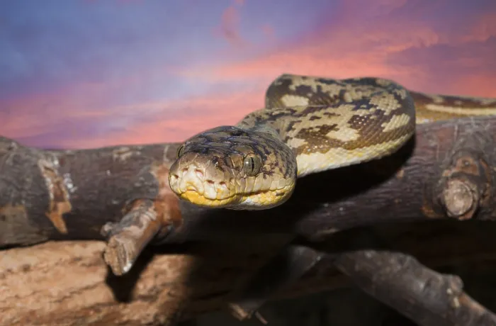Gerahmter Druck : Timorpython, Python timoriensis Gerahmter Druck : Timorpython, Python timoriensis