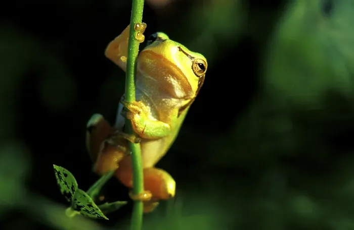 Gerahmter Druck : Baumfrosch