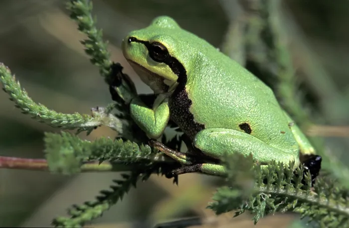 Gerahmter Druck : Baumfrosch