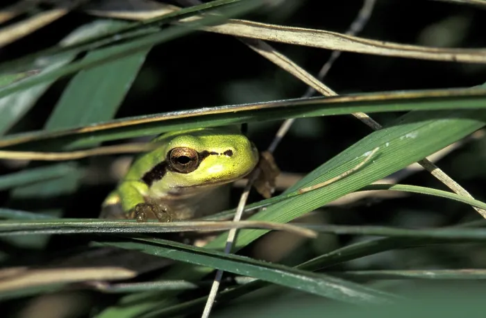 Gerahmter Druck : Baumfrosch Gerahmter Druck : Baumfrosch