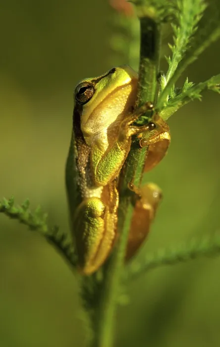 Gerahmter Druck : Baumfrosch Gerahmter Druck : Baumfrosch