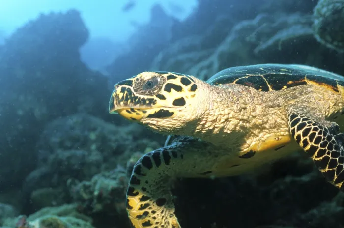Gerahmter Druck : Schildkröte, schildkröte.