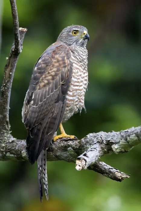 Gerahmter Druck : Variable Goshawk (Accipiter hiogaster) Gerahmter Druck : Variable Goshawk (Accipiter hiogaster)