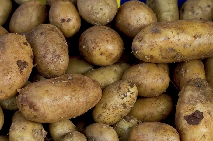 Gerahmter Druck : Potatoes Gerahmter Druck : Potatoes