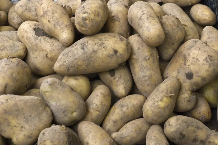 Gerahmter Druck : Potatoes Gerahmter Druck : Potatoes