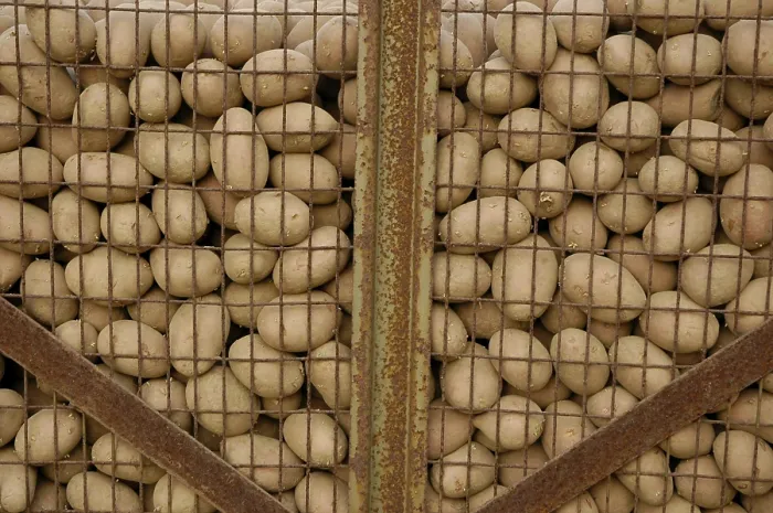 Gerahmter Druck : Potatoes Gerahmter Druck : Potatoes