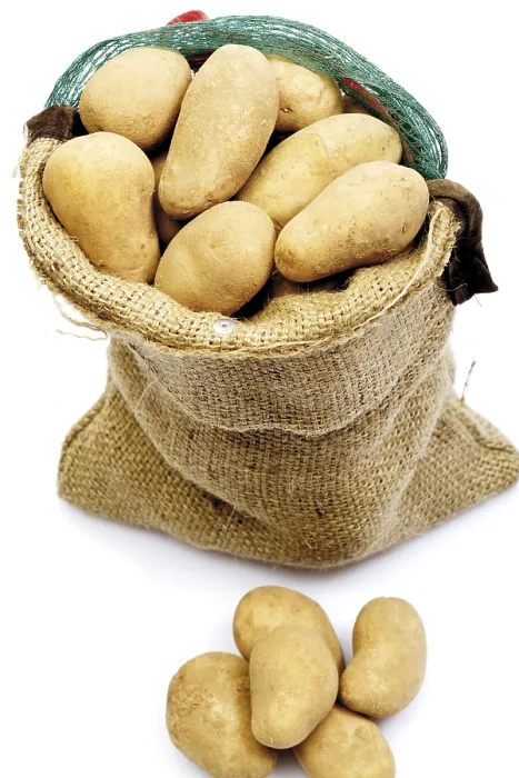 Gerahmter Druck : Kartoffeln, Cilena-Zucht. Gerahmter Druck : Kartoffeln, Cilena-Zucht.